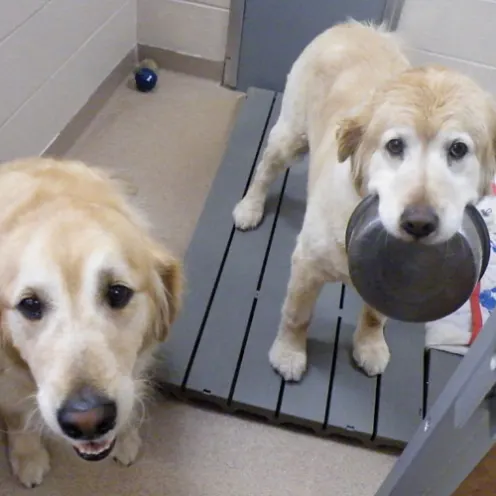 2 labs together at amp K9 Pet Resort & Day Camp